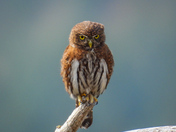 Pygmy owl on Vancouver island
