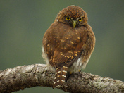 Pygmy owl on Vancouver island