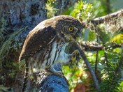 Pygmy owl on Vancouver island