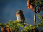 Pygmy owl on Vancouver island