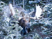 Winter Moose