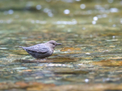 American Dipper