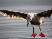 Seagull Enjoying the day