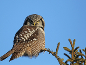 Northern Hawk Owl 