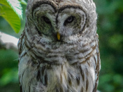 Barred owl