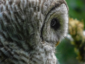 Barred owl