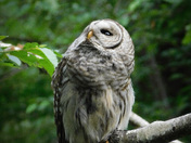 Barred owl