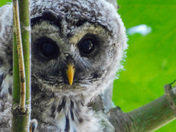 Barred owl