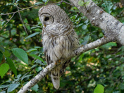 Barred owl