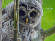 Barred owl