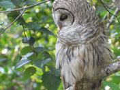 Barred owl