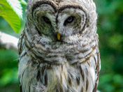 Barred owl