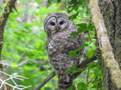 Barred owl