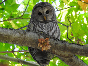 Barred owl