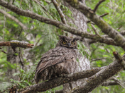 Great horned owl
