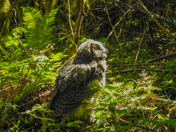 Great horned owl