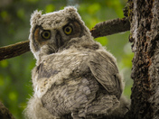 Great horned owl