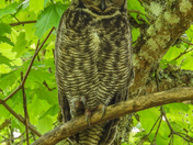 Great horned owl
