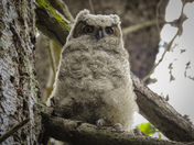 Great horned owl