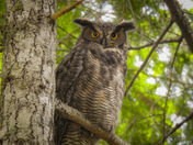 Great horned owl