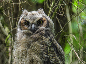 Great horned owl