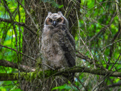 Great horned owl