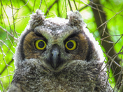 Great horned owl