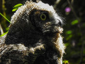 Great horned owl