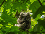 Great horned owl