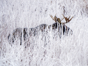 Bull Moose in the Frost