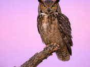 The great horned owl 2026