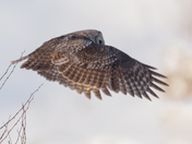 The great gray owl 2026