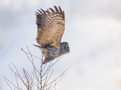 The great gray owl 2026