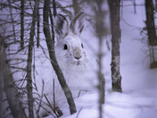 Snowshoe Hare