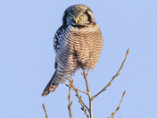 Northern Hawk Owl
