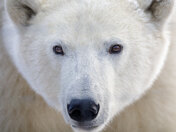 Polar Bear portrait