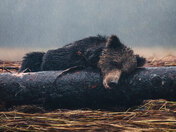 Snoozy brown bear