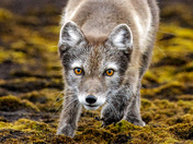 Arctic Fox