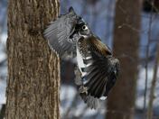 Flight of the Female Wood Duck