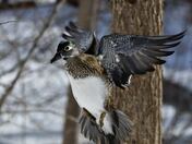 Wood Duck in Flight
