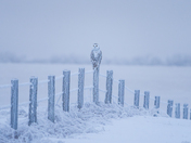 Sentinel of the Frozen Prairie