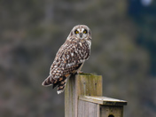 Short eared owl hunting for mice