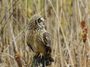 Short eared owl hunting for mice