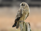 Short eared owl hunting for mice