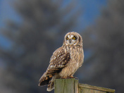 Short eared owl hunting for mice