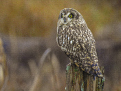 Short eared owl hunting for mice