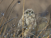 Short eared owl hunting for mice