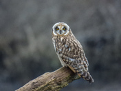 Short eared owl hunting for mice