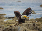 Bald eagles on Vancouver island