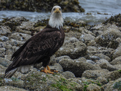 Bald eagles on Vancouver island